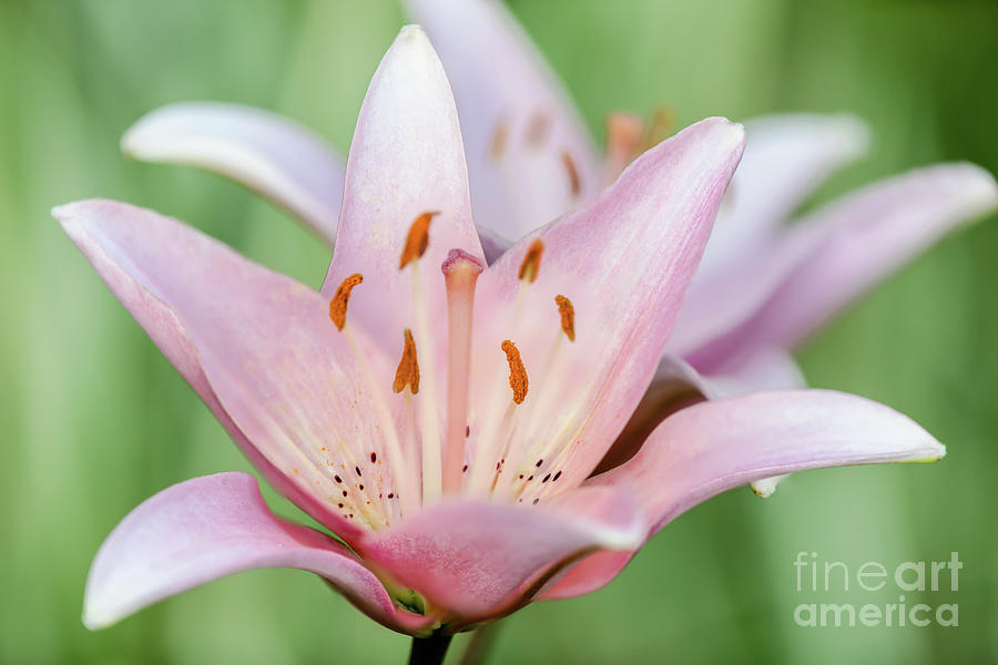Peaceful Pink Lilies Photograph
