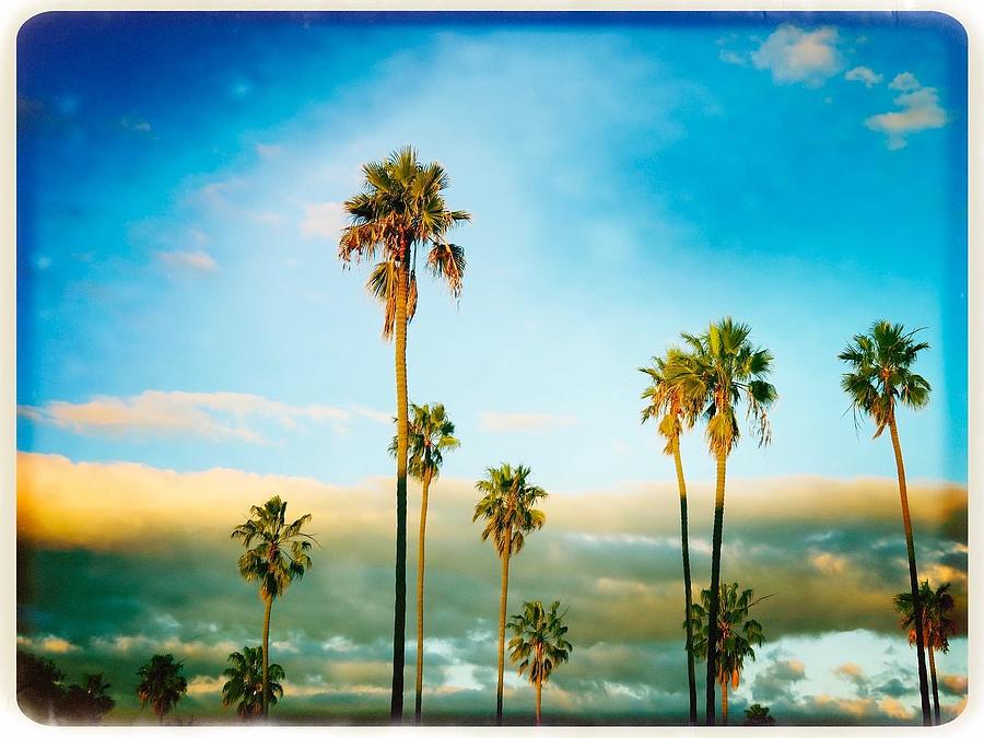 Peaceful Palms Photograph by Anne Thurston