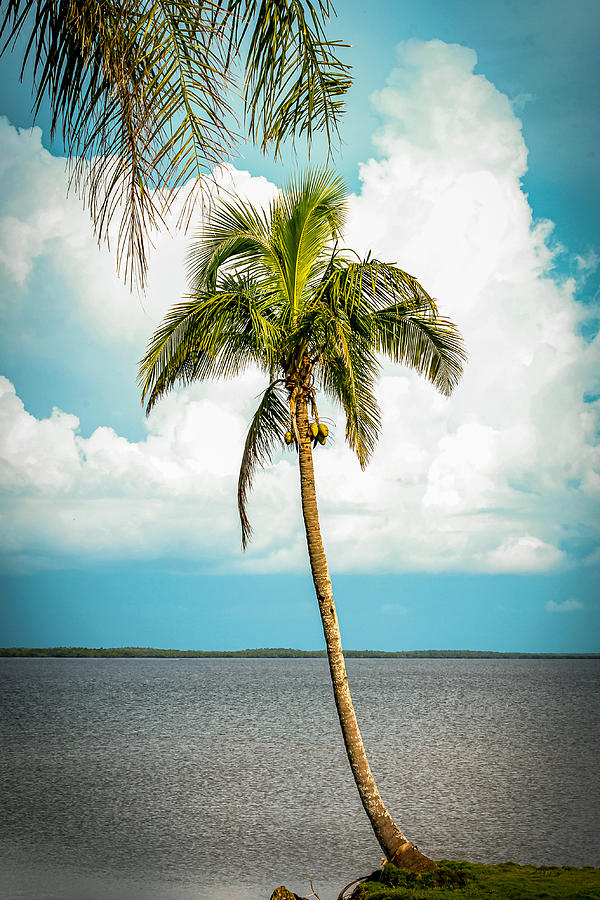 Peaceful Paradise Palm Tree Photograph by George Joseph - Pixels