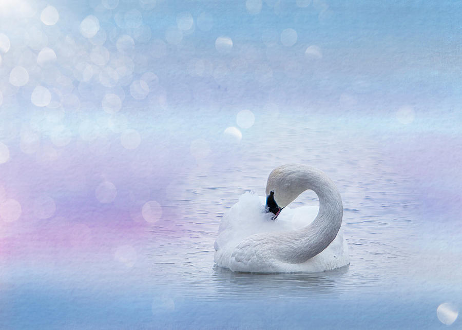Peaceful Pastel Blue Morning Swan Photograph by Patti Deters