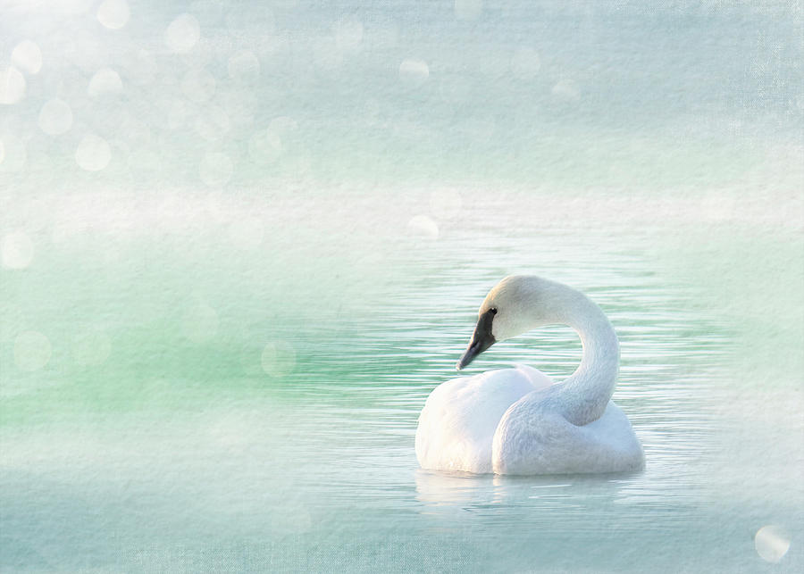 Peaceful Pastel Teal Morning Swan Photograph