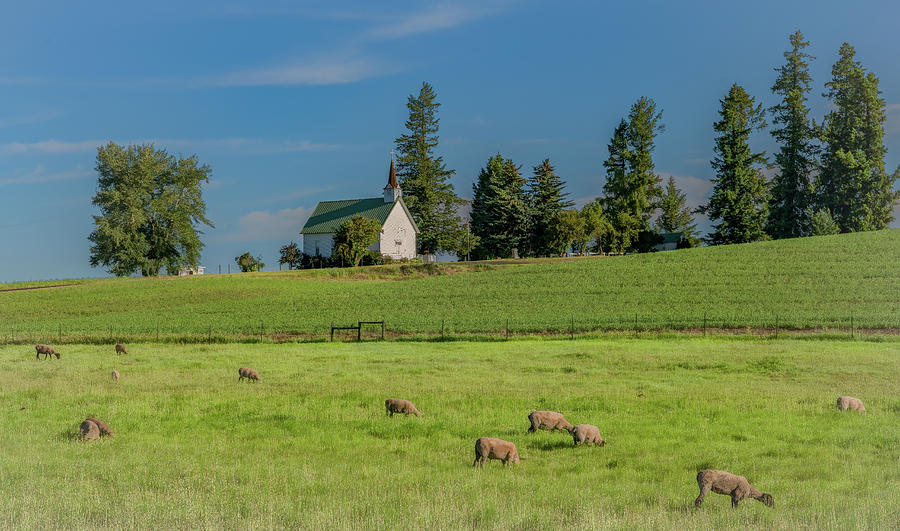 Peaceful Pasture Photograph by Marcy Wielfaert
