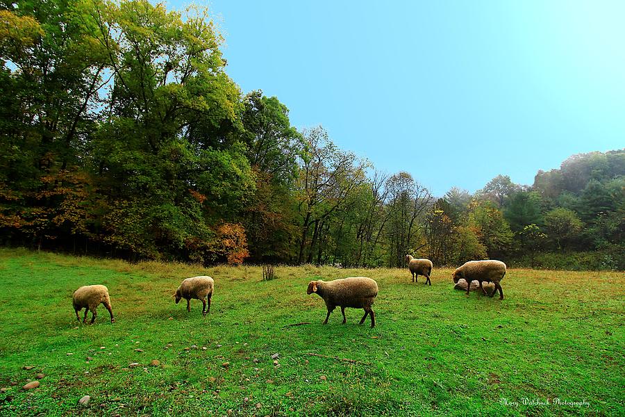 Peaceful Pasture Photograph by Mary Walchuck