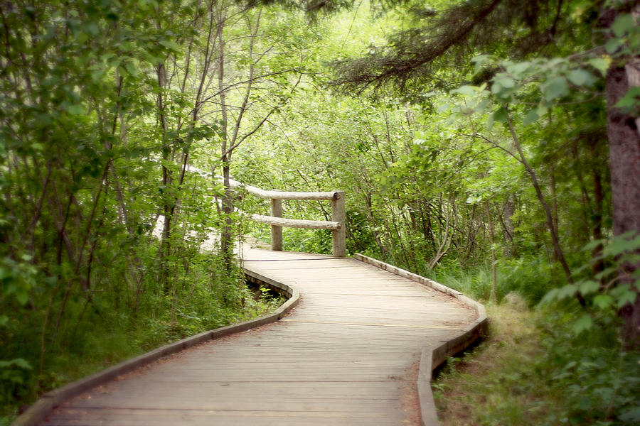 Peaceful Pathway Photograph by Carol Jorgensen