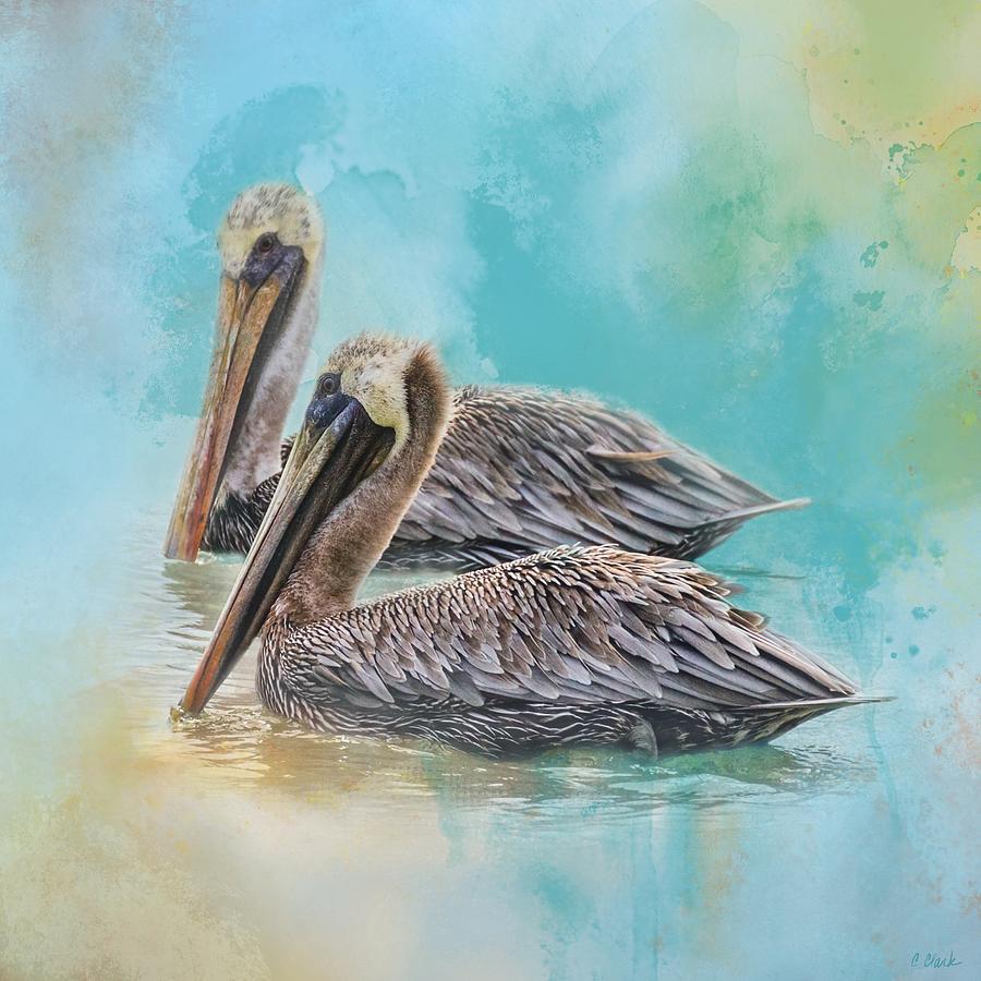 Peaceful Pelicans Photograph by Cynthia Sgrosso Clark - Pixels