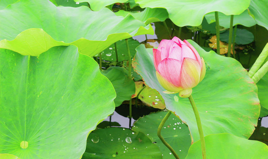Peaceful Pink Water Lily  Photograph by Auden Johnson