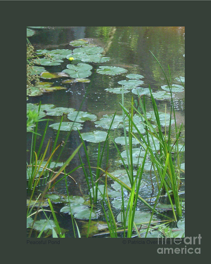 Peaceful Pond Photograph by Patricia Overmoyer