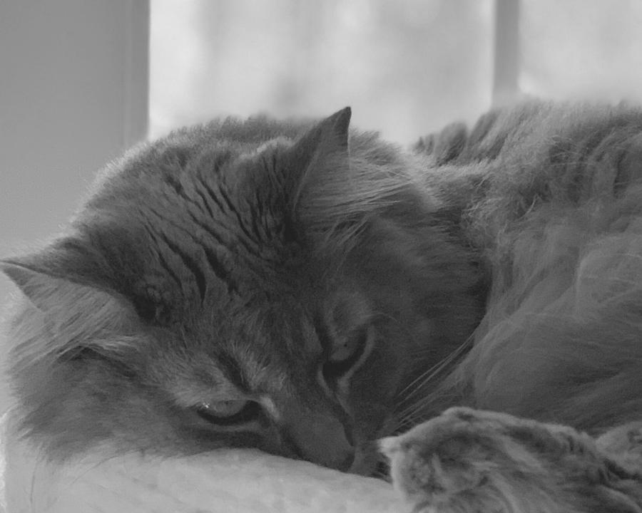 Peaceful Purr BW Photograph by Lee Darnell