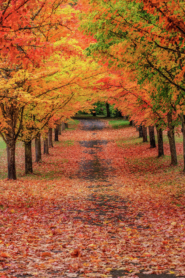 Peaceful Roadway Photograph by Wes and Dotty Weber - Fine Art America