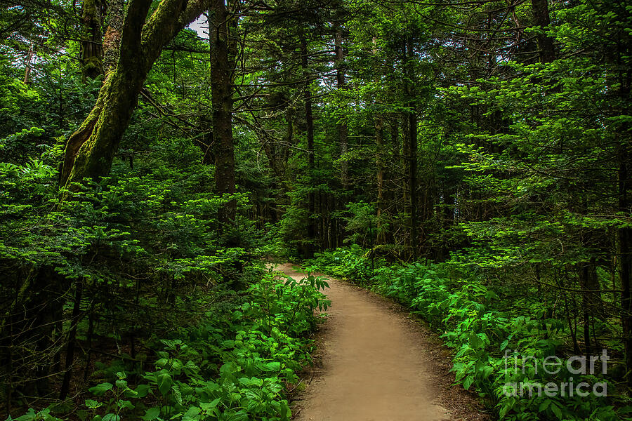 Peaceful trail on Roan Mountain Photograph by Shelia Hunt