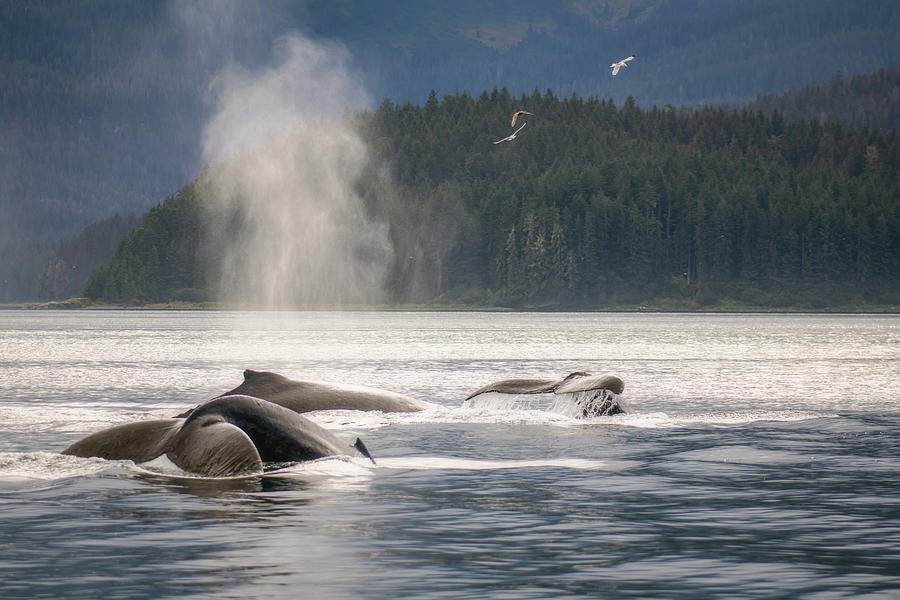 Peaceful Whales Photograph by Robert J Wagner