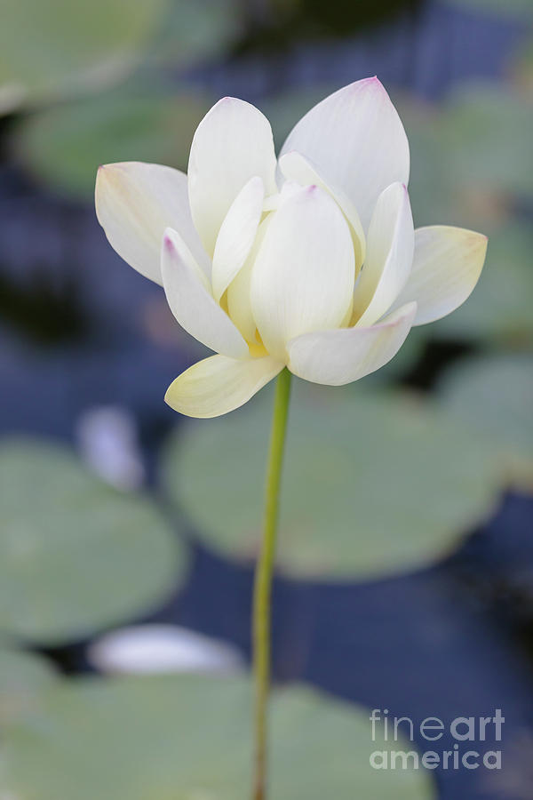 Peaceful White Lotus Flower Photograph