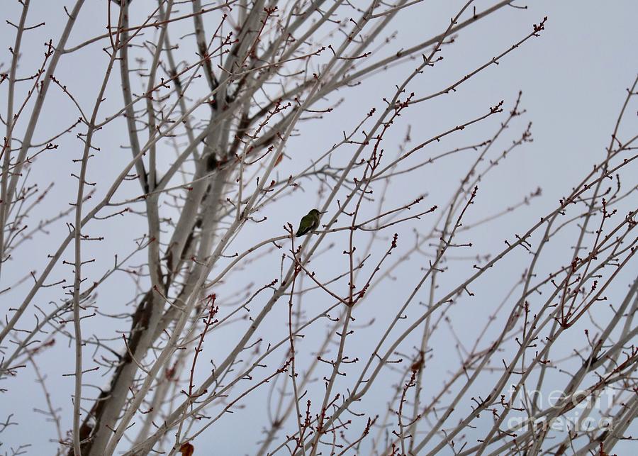 Peaceful Winter Hummingbird Photograph by Carol Groenen