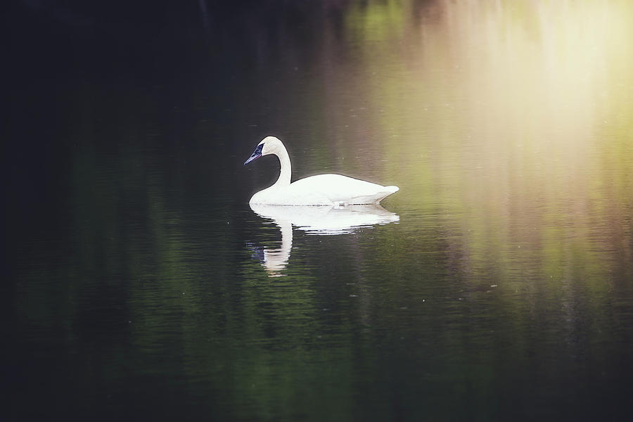 Peaceful Swan Photograph by Nicole Engstrom