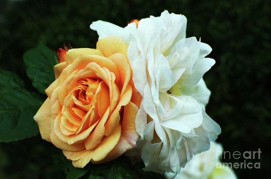 Peach and white garden rose Photograph by Pics By Tony