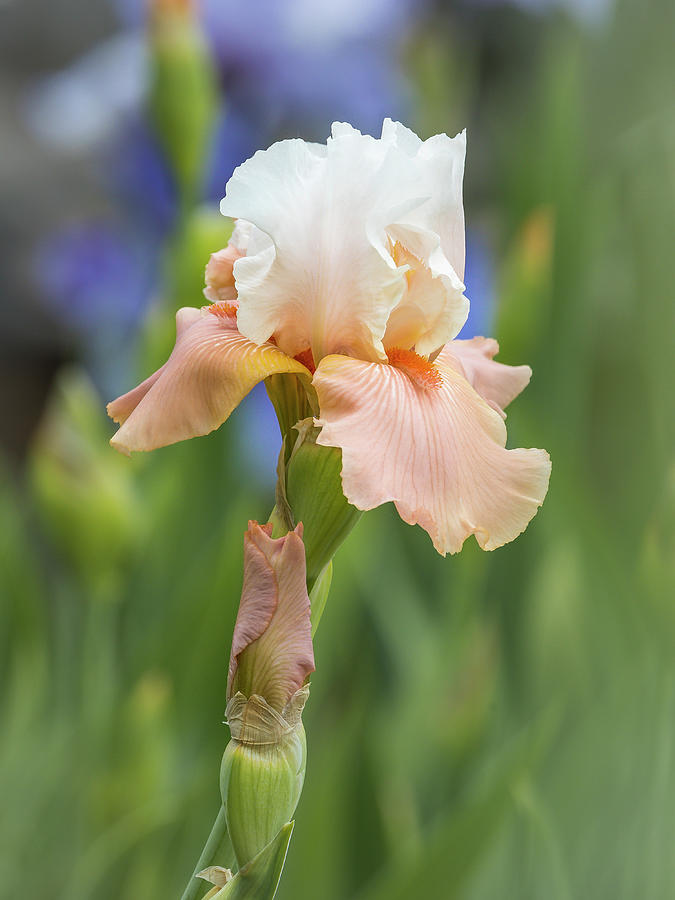 Peach and White Iris Photograph by Mark Mille