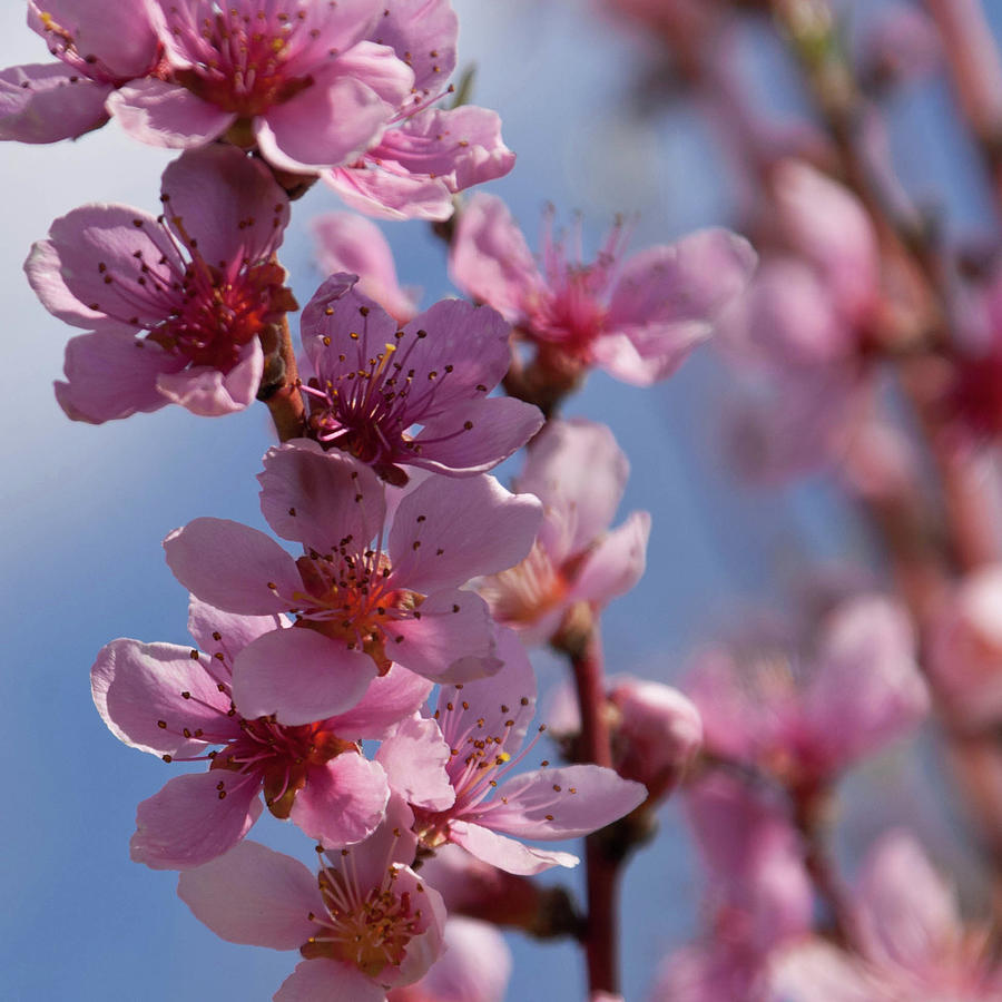 Peach Blooms with Bokeh Photograph by Cascade Colors