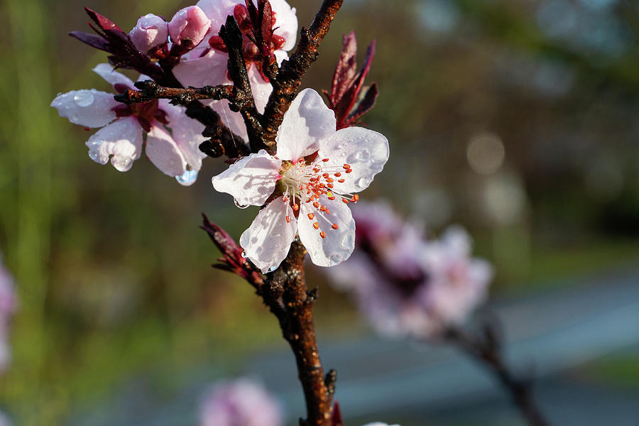 Peach Blossom After the Rain Photograph by Jeff Severson