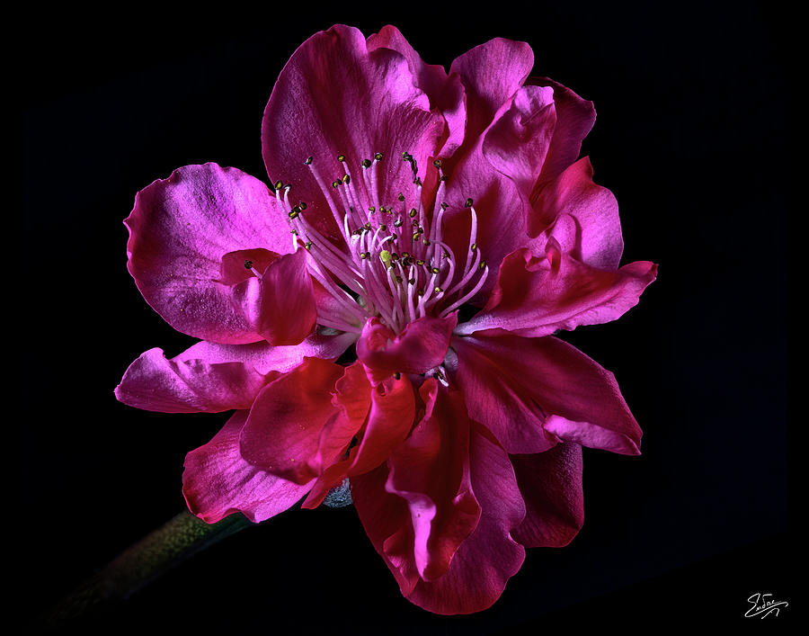 Peach Blossom Photograph by Endre Balogh
