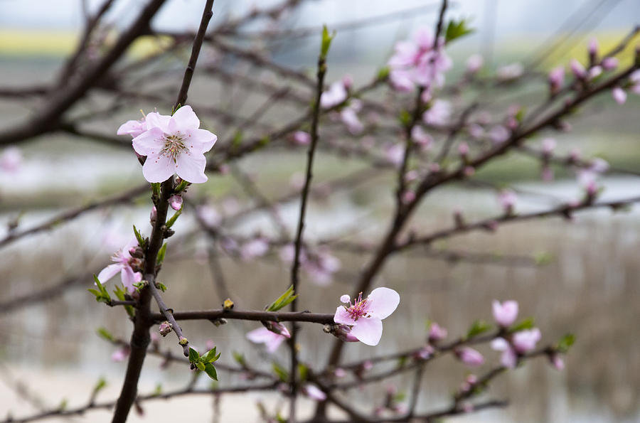 Peach blossom Photograph by Flyflyis