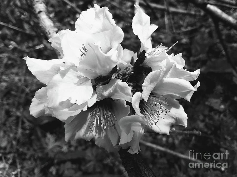 Peach Blossom in Black and White  Photograph by Seaux-N-Seau Soileau