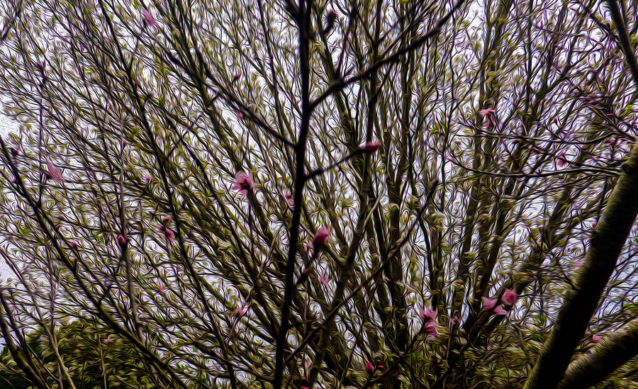 Peach Blossom Medley Photograph by Ivars Vilums