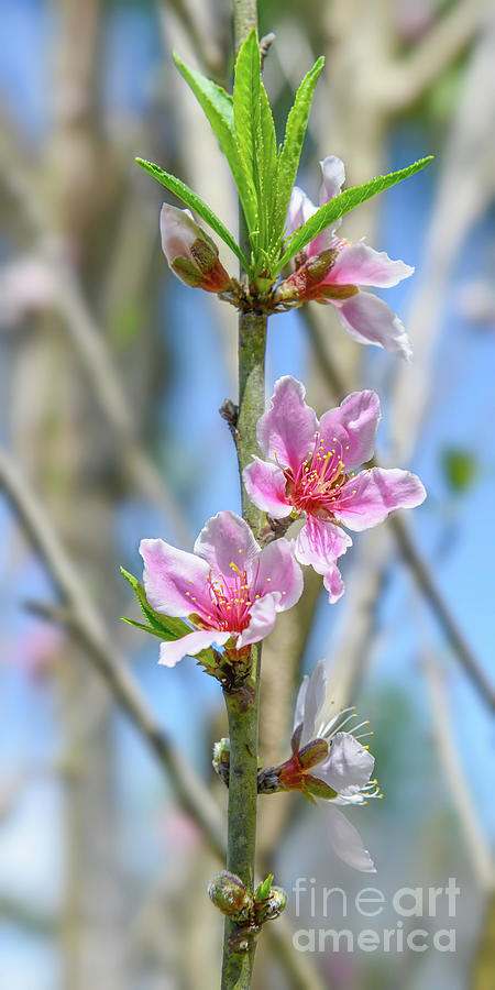 Peach Blossom Photograph by Olga Hamilton