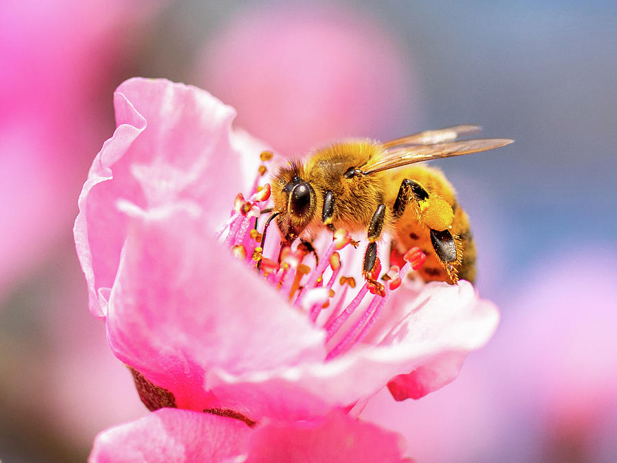 Peach Blossom Pollinator  Photograph by Rachel Morrison