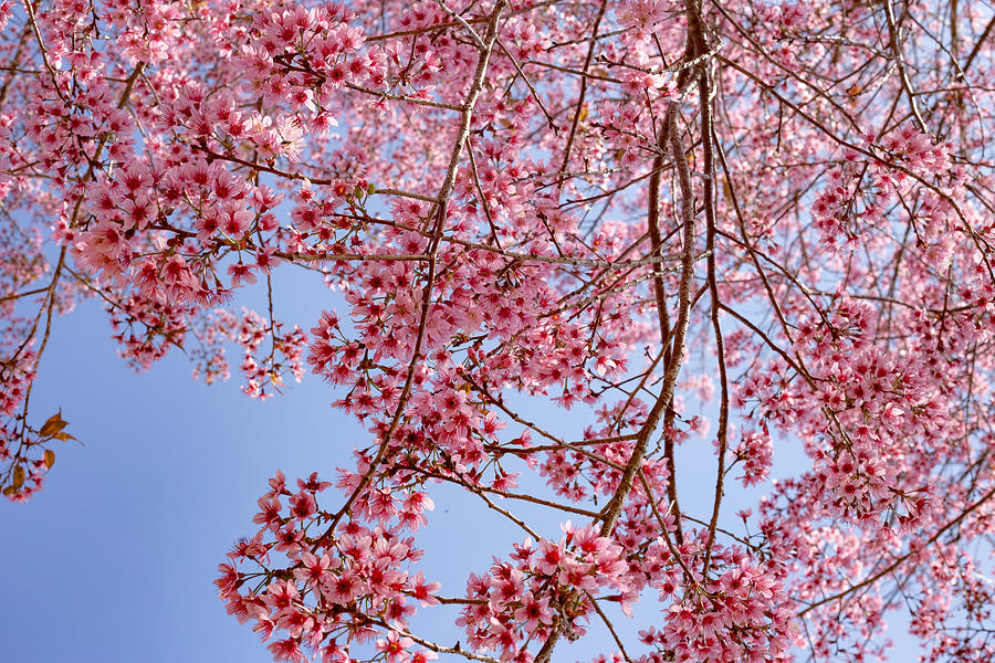 Peach blossom season Photograph by Nguyen Lam
