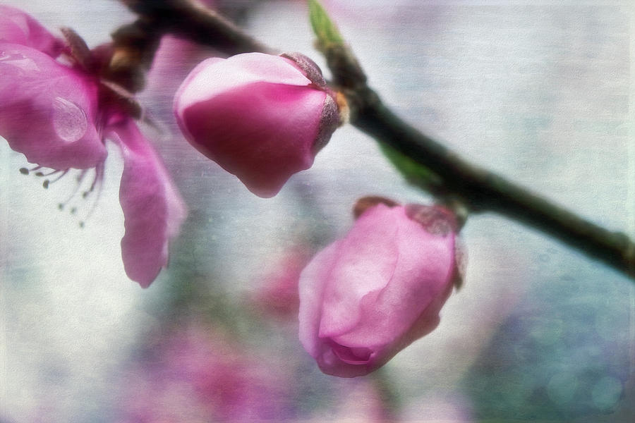 Peach Blossom Special Photograph by Laura Vilandre