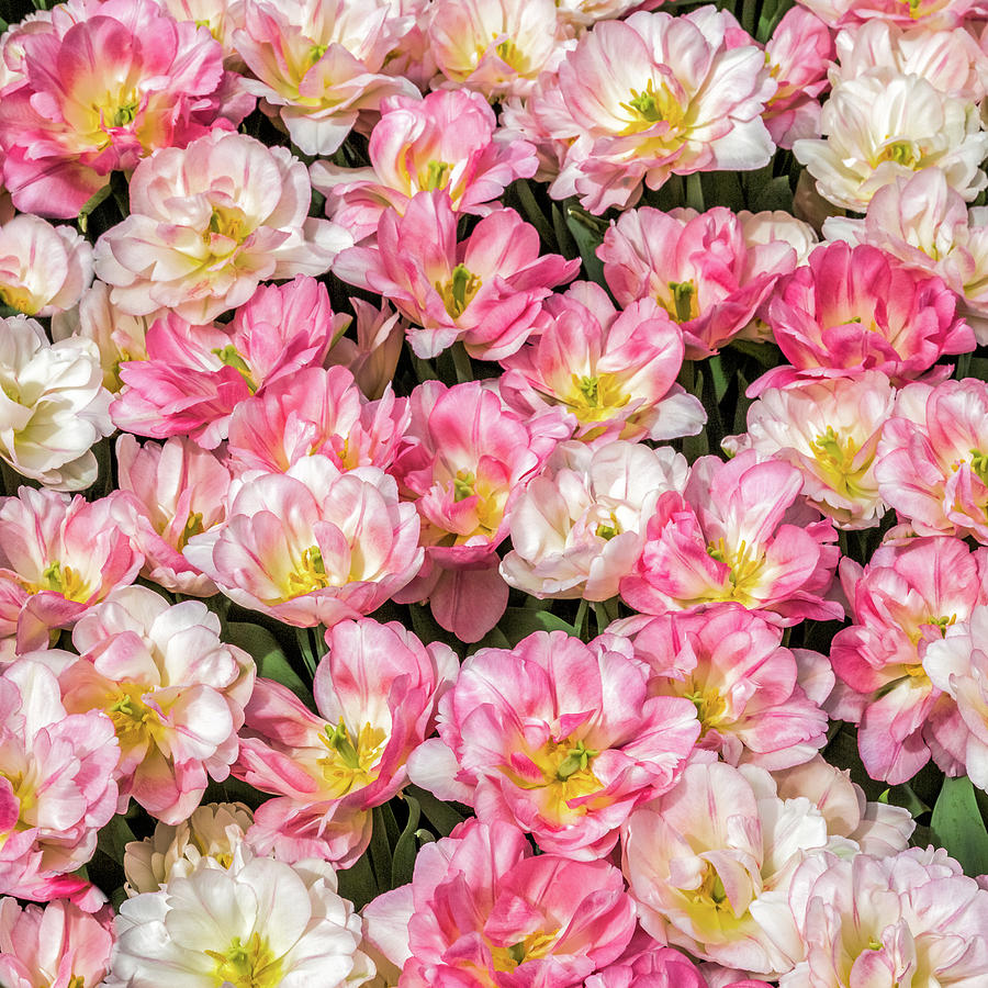 Peach Blossom Tulips Photograph by Elvira Peretsman