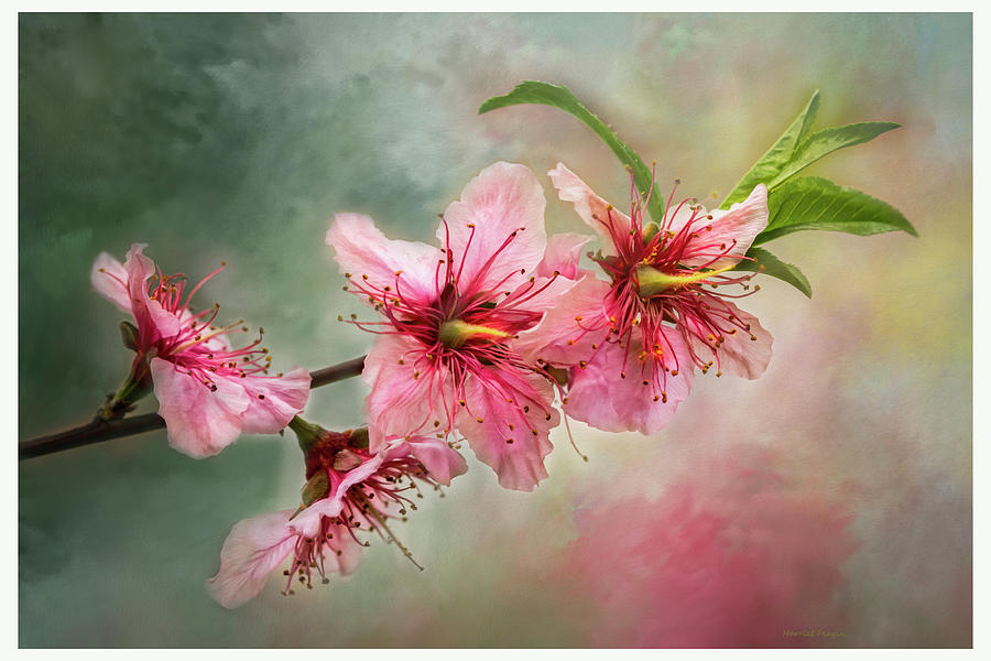 Peach Blossoms 1 Photograph by Harriet Feagin