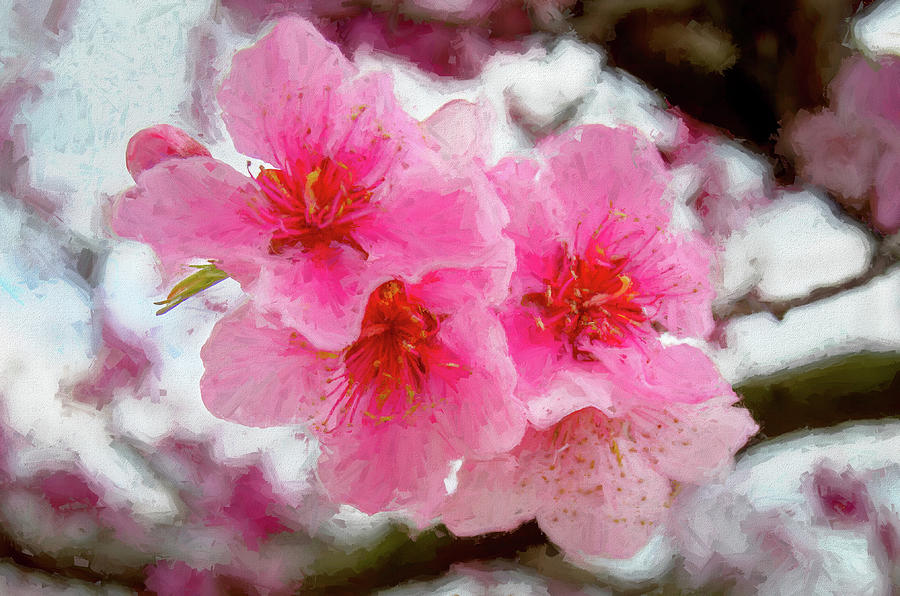 Peach Blossoms-1 Photograph by John Kirkland