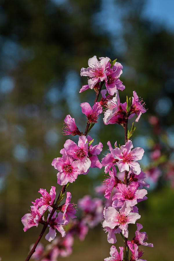 Peach Blossoms Photograph by Charles Hite