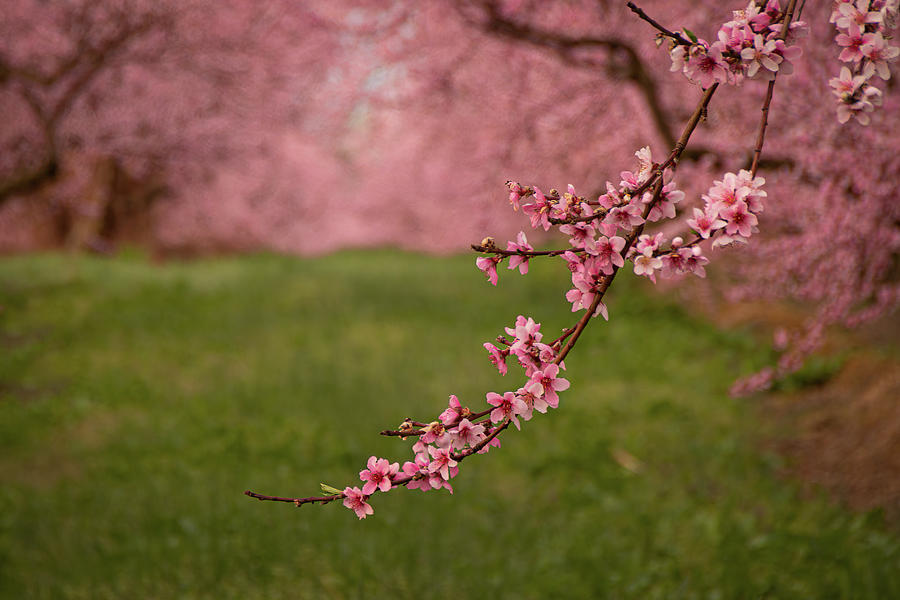 Peach Blossoms Photograph by Kristia Adams