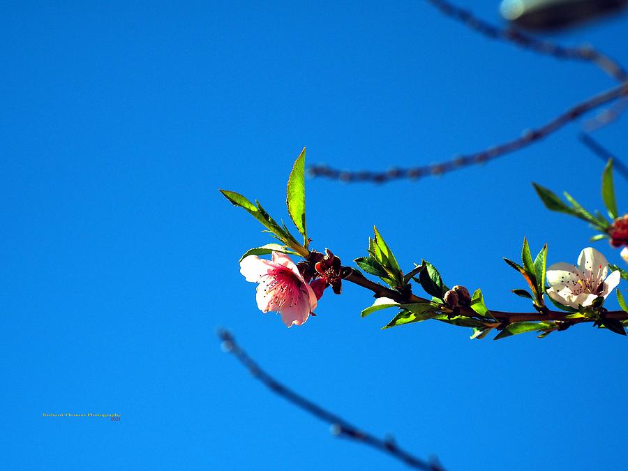 Peach Blossoms Photograph by Richard Thomas