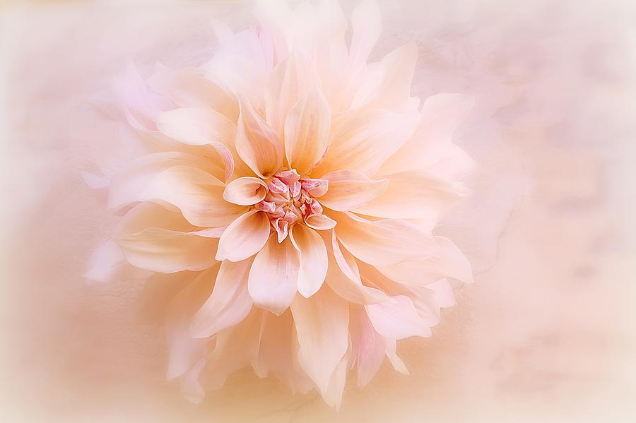 Peach Blush Photograph by Helen George