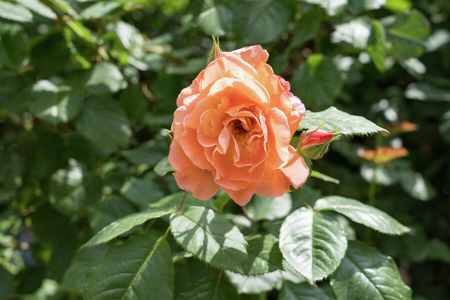 Peach-colored Allure - Fragrant Rose in Full Bloom Photograph by ...