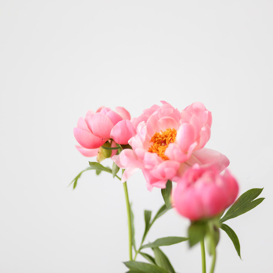 Peach colored peonies Photograph by Carolin Voelker