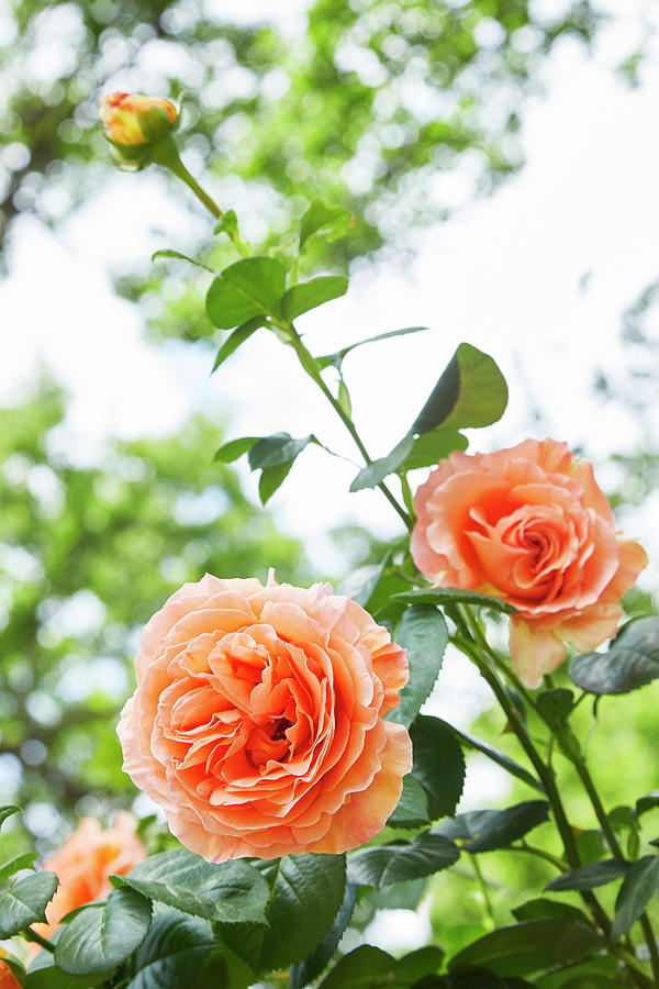 Peach colored Rose Photograph by Garden Gate magazine