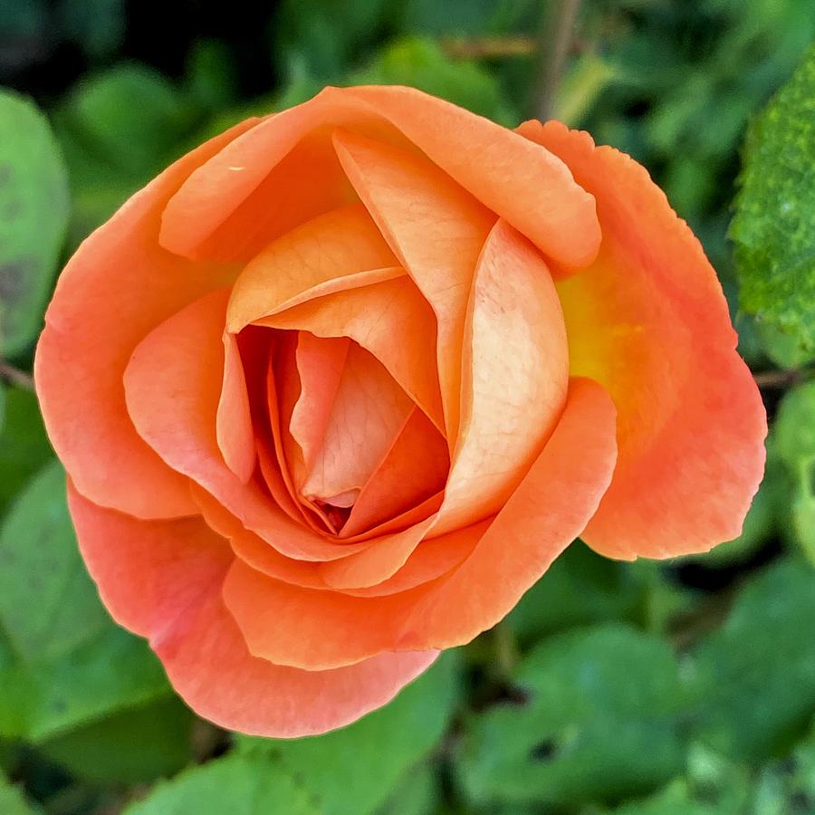 Peach Colored Rose Photograph by Jerry Abbott