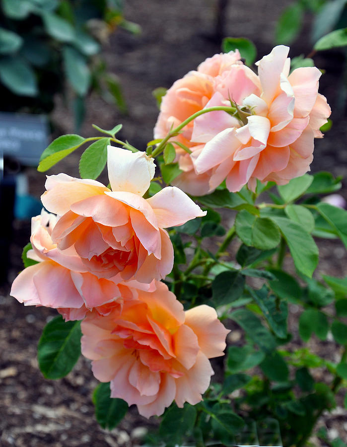Peach Colored Roses Photograph by Rick Hansen