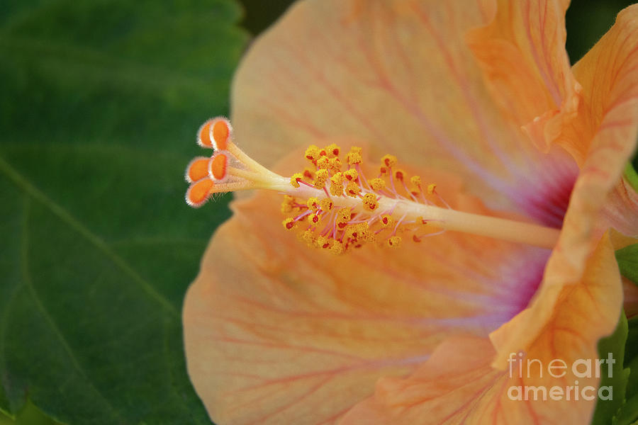 Peach Photograph - Peach-colored Tropical Hibiscus by Nancy Gleason