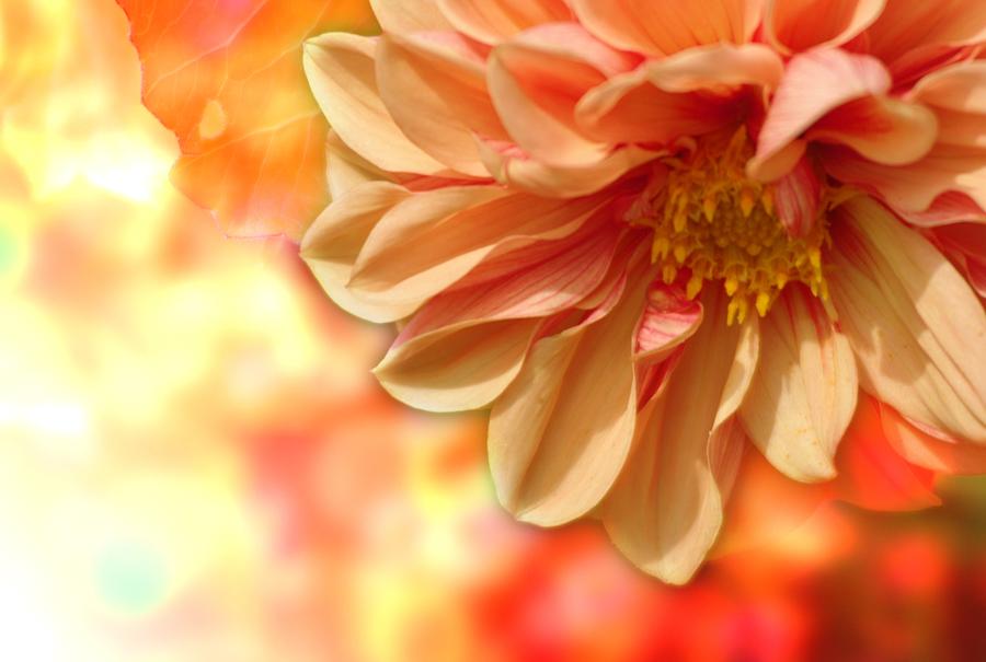 Peach Dahlia by Joy of Life Arts Gallery Peach Dahlia by Joy of Life Arts Gallery
