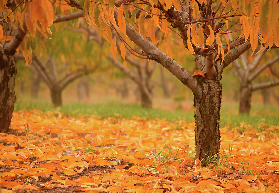 Peach-fall Photograph by Staci Grimes Peach-fall Photograph by Staci Grimes