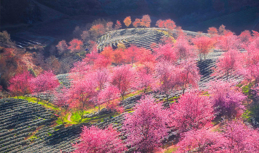 Peach flower in Vietnam Digital Art by Trung Pham Huy - Fine Art America