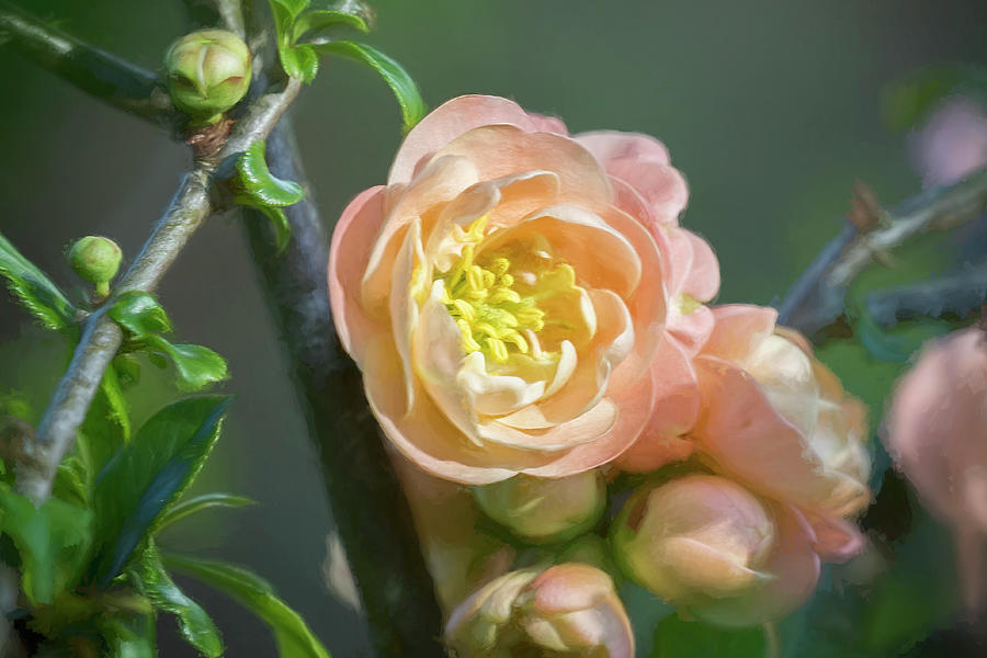 Peach Flowering Quince Photograph