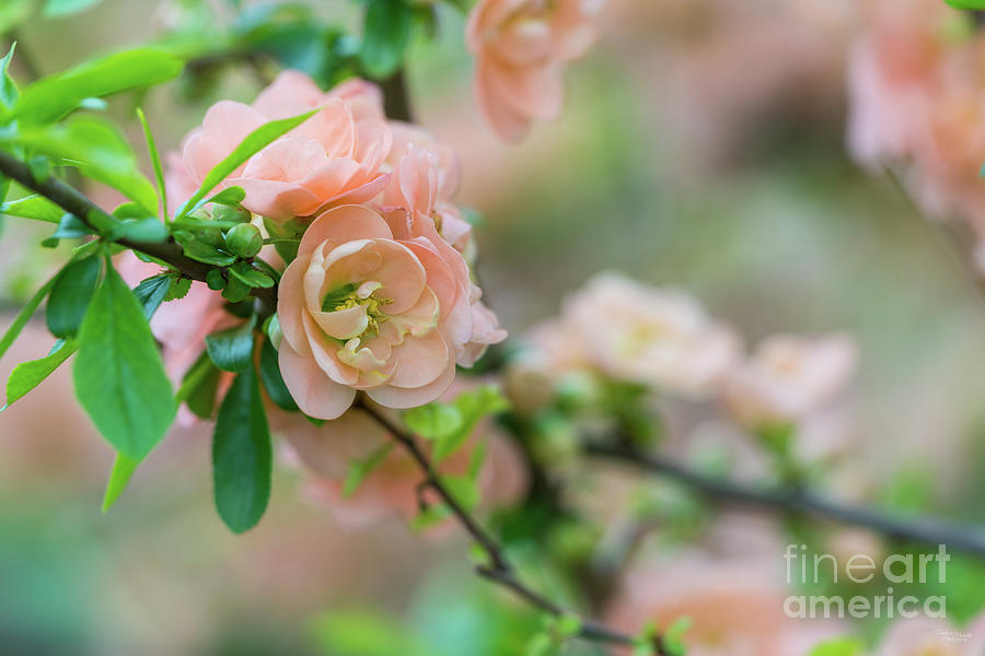 Peach Flowering Quince Photograph by Jennifer White