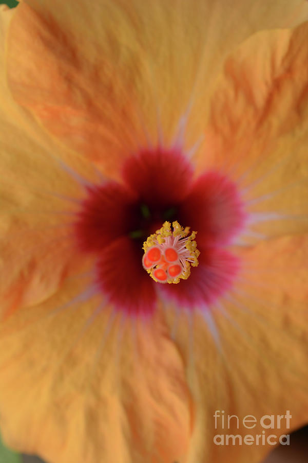 Nature Photograph - Peach Hibiscus Petals by Mini Arora