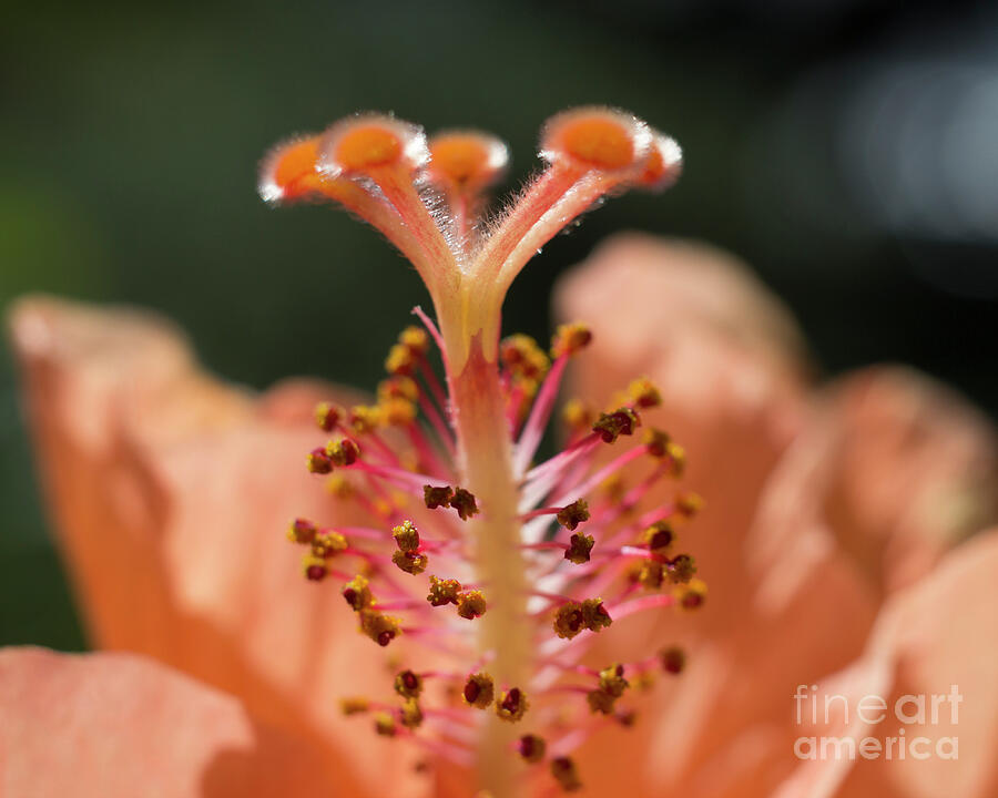 Peach Hibiscus Stamen Photograph by Laura L Leatherwood Peach Hibiscus Stamen Photograph by Laura L Leatherwood